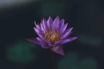 选择聚焦摄影的紫色花瓣的花
